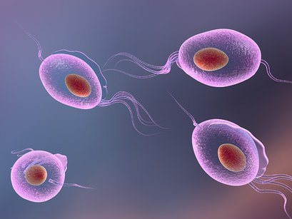 Trichomonas - A common Causes of STIs
