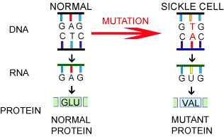 Genotype Testing For Sickle Cell Disease - Mutation 